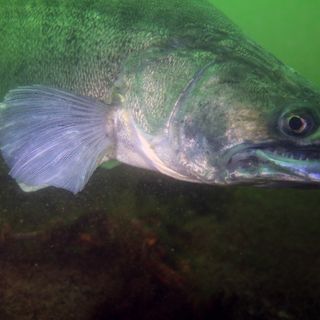 Sandra, il lucioperca fuori dalla sua tana nella zona del lago a Ispra ferita dai cacciatori di frodo. Nella foto più in basso, nella gallery, Sandra prima di essere colpita