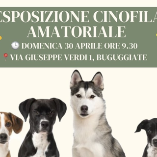 Buguggiate ospita la prima edizione del Dog Academy Italia Festival