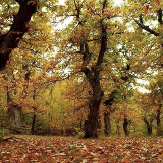 LA VARESE NASCOSTA. Brinzio e la leggenda del castagno di Napoleone