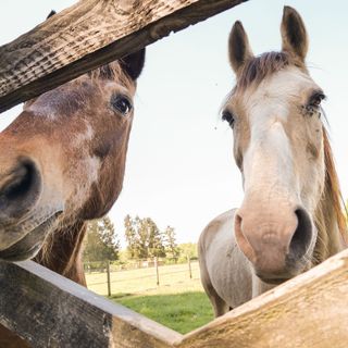 Domenica 3 dicembre un'opportunità per conoscere Progetto Islander e le storie di cavalli e pony salvati dai maltrattamenti