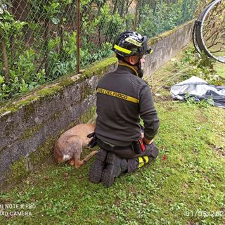 FOTO. Capriolo in difficoltà in un parco di Besozzo: salvato dai vigili del fuoco