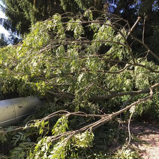 FOTO. Temporale nella notte, piante abbattute. A Varese albero crolla su un'auto in sosta