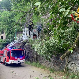 FOTO. Luino, albero piomba sulla strada. Vigili del fuoco in azione