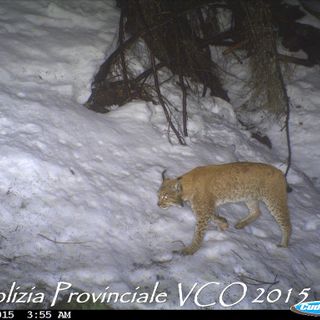 VIDEO. E' tornata la lince sui monti della val d'Ossola: un filmato "cattura" lo splendido felino