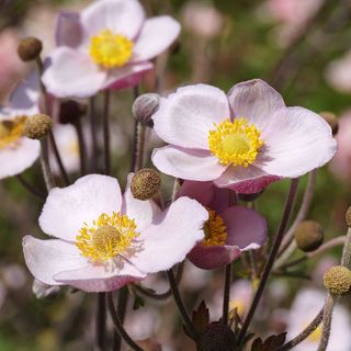 Fioriscono gli anemoni ma l'inizio d'autunno in provincia di Varese profuma ancora d'estate