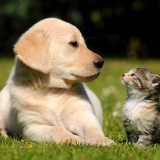 Notte di San Silvestro, i consigli per proteggere gli amici a quattro zampe dai botti di Capodanno