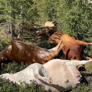 Sei vacche e un toro uccisi da un fulmine in un alpeggio del Verbano: la disperazione degli allevatori