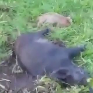 VIDEO - Michela Vittoria Brambilla: «Una vergogna quella mamma cinghiale e i suoi cuccioli sterminati a Cunardo»