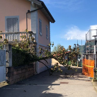 L'albero che sta momentaneamente occupando la passerella sul lungolago (foto Comune di Porto Ceresio)