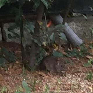 Topi e cinghiali a Varese? La Lega: »Con i 5stelle alleati del PD, la città sempre più vicina a Roma»