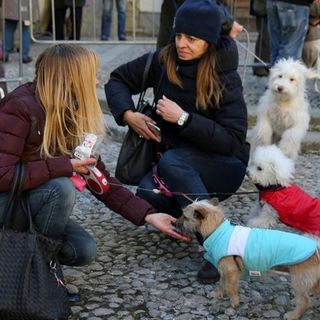 Sant'Antonio, una spesa da 500 milioni per cani e gatti in Lombardia