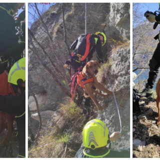 Due cani bloccati sul costone della montagna. Li salva l'elicottero dei vigili del fuoco di Malpensa