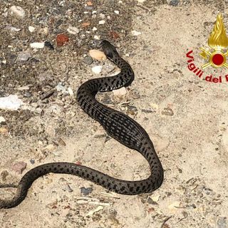 Biscia in giardino? Le guardie ecologiche spiegano cosa fare