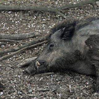 Peste suina, Coldiretti: minaccia grave, subito azione sinergica su tutti i fronti