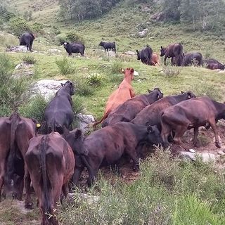 FOTO. Quell'alpeggio a Biella con oltre 200 animali in fin di vita. Il drammatico appello delle associazioni: «Intervenite subito»