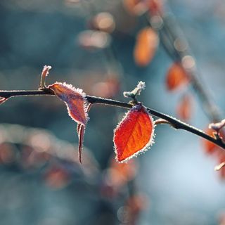 Settimana prossima ci sveglieremo in provincia con la prima brina autunnale