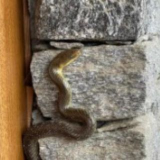 FOTO. Verbano Cusio Ossola, biscia record di quasi 2 metri all'ingresso di casa