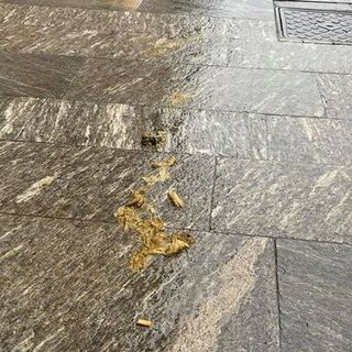 FOTO. Cacca dei cani nel cortile d'onore di Palazzo Estense, l'indignazione dei varesini