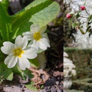 La primavera fa il suo debutto e Varese diventa un... fiore La primavera fa il suo debutto e Varese diventa un... fiore