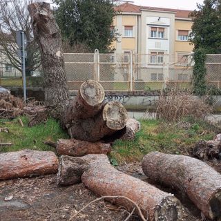 FOTO - Sette mesi e l'albero caduto è ancora lì...