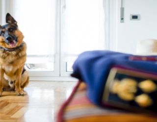 «Se non ti porto non parto»: la campagna della polizia contro l'abbandono estivo dei cani