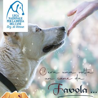 “Un anno da favola” per aiutare il Canile di Varese