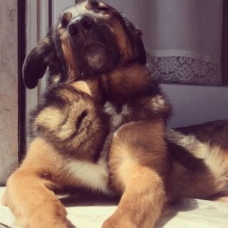 Ancora violenze sugli animali: «Hanno sparato alla mia Grace con un fucile a piombini»