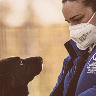 Il nuovo canile di Varese diventa un caso nazionale: «Quel bando mette in pericolo gli animali»