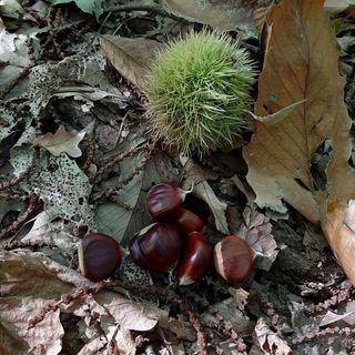 Ecco le mini castagne che si trovano in questi giorni in provincia di Varese. Colpa della siccità estiva (foto Mario Chiodetti)