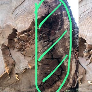 «Paladino degli alberi o pubblicità?»: Di Toro contro Zanzi sul cedro di viale Aguggiari