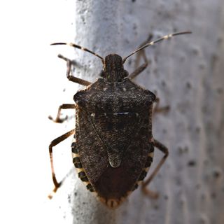 «Io varesina prigioniera delle cimici: non posso nemmeno più aprire la finestra per stendere i panni»