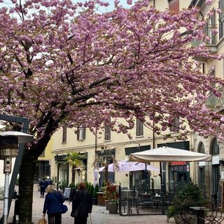 Daniele Zanzi e la cartolina con il Piantone indirizzata a tutti i varesini