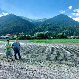 Allarme cinghiali, varesotto sotto assedio: «In Valcuvia campi riseminati e distrutti tre volte» Allarme cinghiali, varesotto sotto assedio: «In Valcuvia campi riseminati e distrutti tre volte»