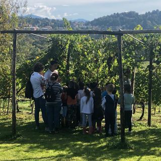 I giovanissimi studenti varesini a scuola di vendemmia con la Coldiretti