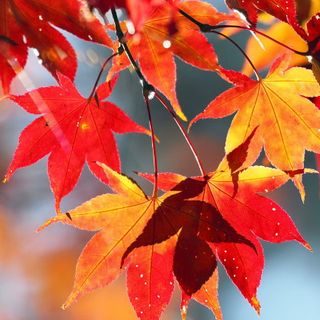 METEO. Arriva l'estate di San Martino? No, nuvole e piogge: previsioni e statistiche smentiscono la tradizione