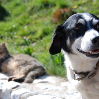 Un cimitero per cani e gatti a Varese, la proposta in consiglio comunale Un cimitero per cani e gatti a Varese, la proposta in consiglio comunale