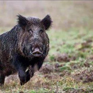 Varesotto zona rossa, ma non per i cinghiali. Coldiretti: «Danni in aumento, urgente intervenire»