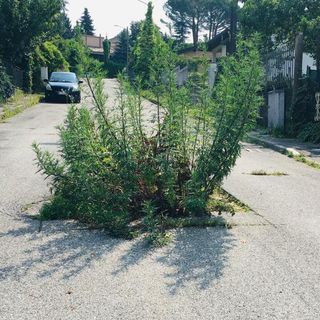 Varese, incredibile in via Govi: in mezzo alla strada sta spuntando una pianta