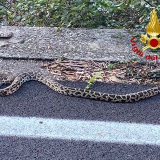 FOTO. Sulla statale 394 viaggia un... pitone. A Maccagno arrivano i vigili del fuoco