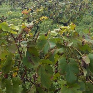 Tradate, la grandine si abbatte anche sulla tradizione: devastato il vigneto didattico