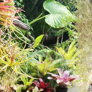 ComeRaro 2022, domani a Comerio ci immergiamo nella magia delle piante esotiche