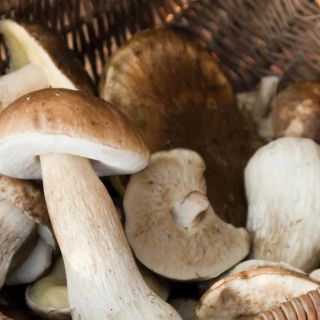 Stagione micologica 2023: attivi dal 1° agosto gli sportelli per il controllo gratuito della commestibilità dei funghi raccolti dai privati