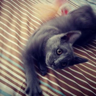 Coronavirus nei gatti? Il veterinario: «Ha la stessa forma del nostro, ma non è contagioso»