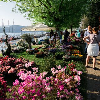 Torna a Ispra InFiorita: evento dedicato a florovivaismo, benessere e sostenibilità