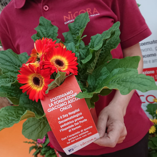 La gerbera solidale: la pianta a sostegno della Fondazione Ascoli