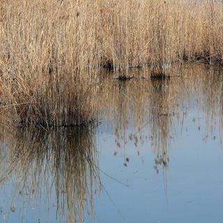 Nella foto di apertura e in quelle della gallery scattate da Mario Chiodetti la situazione di secca a Biandronno sul lago di Varese