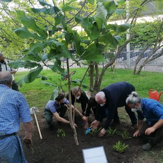 Questa magnolia ai Giardini custodirà per sempre la memoria di Ave Corvi