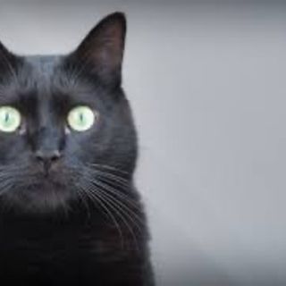 Giornata del gatto nero, tra mito e superstizione: ecco perché adottarli