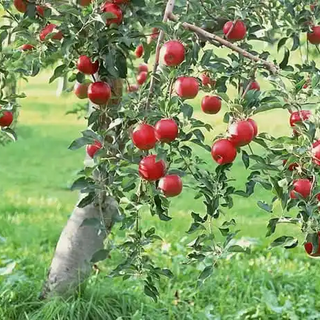 Confagricoltura Varese regala venti meli alle scuole della città. «Un gesto per avvicinare i ragazzi alla cultura del verde»