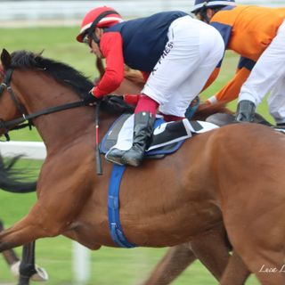 L'ippodromo di Varese si fa bello per la prima notte di corse. La stella sarà Miracle of Love? L'ippodromo di Varese si fa bello per la prima notte di corse. La stella sarà Miracle of Love?